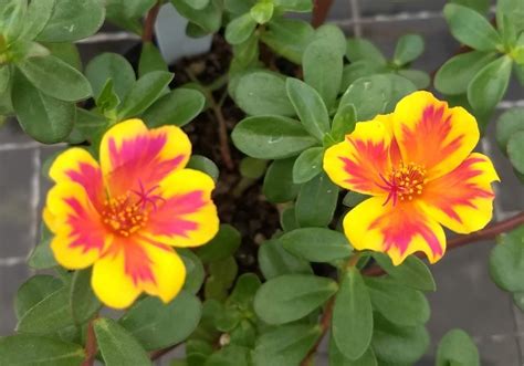 Como Cultivar A Onze Horas Portulacas Plantasonya O Seu Blog