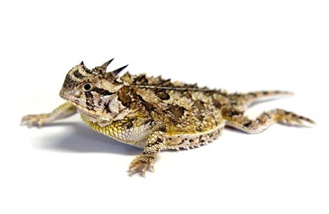 Horny Toad Lizard Facts Phrynosoma
