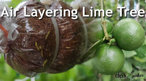 Step By Step Guide To Successful Lime Tree Air Layering Grow Citrus