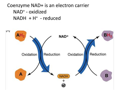 Ppt Cellular Respiration Powerpoint Presentation Free Download Id