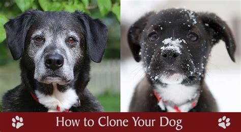 How to Clone Your Dog | Chasing Dog Tales