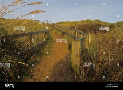 Path Over The Sand Dunes Through Marram Grass Ammophila Arenaria Sea