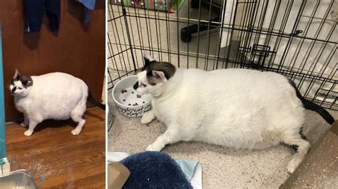 41-pound fat cat in New York City begins weight-loss journey | abc13.com