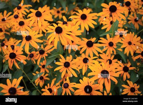 Black Eyed Susan Rudbeckia Hirta Stock Photo Alamy