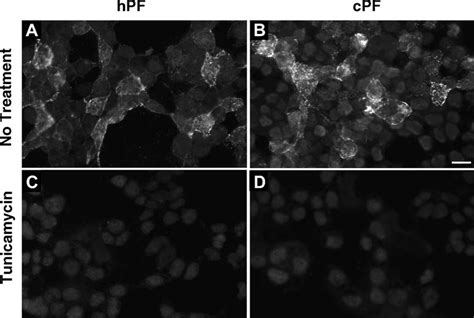 Effect Of Tunicamycin On Indirect Immunofluorescence With Pf Both