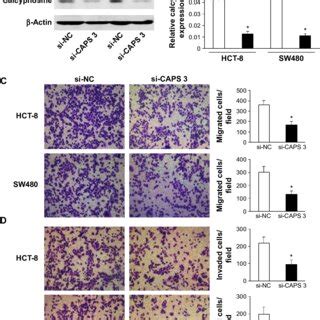 Caps Promoted Crc Cell Migration And Invasion In Vitro Notes A And