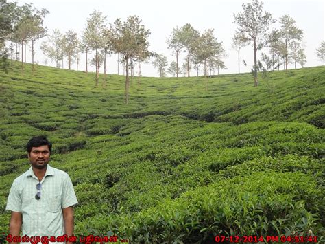 Wayanad Tea Plantations Exploring My Life