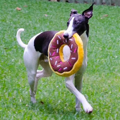 Homemade Dog Donuts Spoiled Hounds