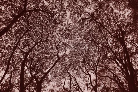 Tree Silhouette Sepia Stock Image Image Of Angle Landscape