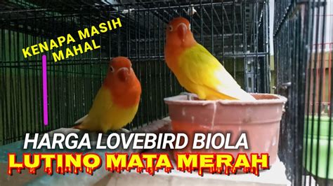 Update Harga Lovebird Biola Lutino Mata Merah Akhir Tahun Youtube