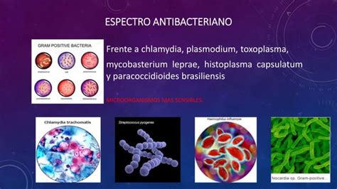 Cotrimoxazol Ppt Descarga Gratuita