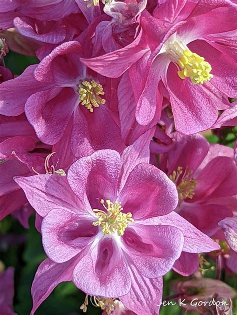 Pink Columbine Photograph By Jennifer Gordon Fine Art America