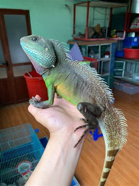 Chinese Water Dragon On Hand Chinese Water Dragon Water Dragon Pet