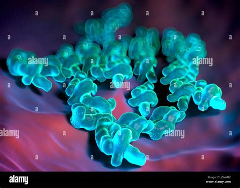 Campylobacter Jejuni Fotos Und Bildmaterial In Hoher Aufl Sung Alamy