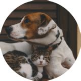 Quality Veterinary Services in MN - All Pets Animal Hospital - All Pets