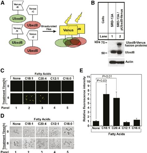 Long Chain Unsaturated FAs Induce Polymerization Of Full Length Ubxd8