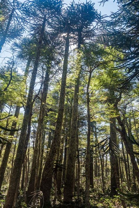 Araucaria Forest In National Park Herquehue Stock Photo - Image of ...