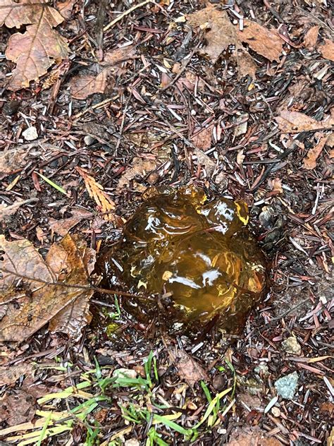 What is this jelly-like substance found on the ground in Vancouver, BC