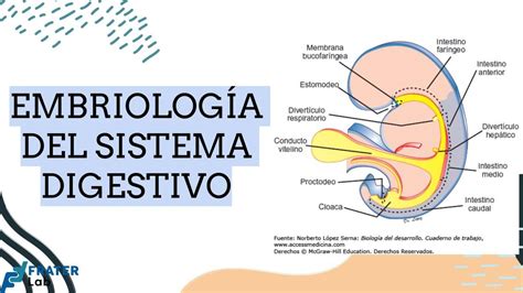 Embriología Sistema digestivo José María Ramírez Sánchez uDocz