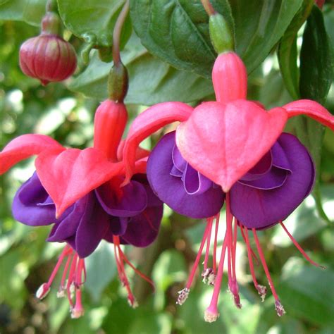 Beautiful Fuchsia Flower Of Russia Dock Woodland Rotherhi Flickr