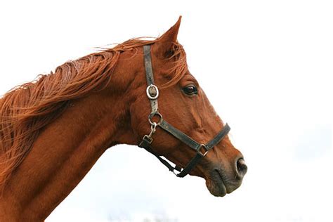 Best Side View Human Face Horse Agriculture Stock Photos, Pictures ...