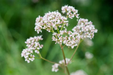 Vad är valeriana Vilka effekter har det på människokroppen effekter