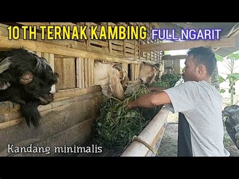 Sudah Th Ternak Kambing Full Hijauan Pintar Mengobati Kalo