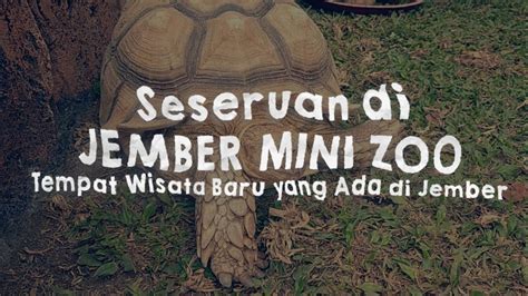 Seseruan Di Jember Mini Zoo Tempat Wisata Baru Di Jember Youtube