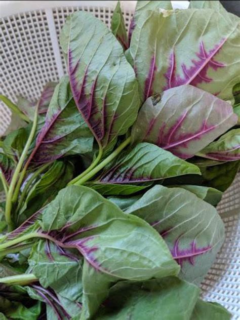 1 4 Oz 7000 Red Stripe Leaf Amaranth Seeds 紅莧菜 Rau Den Red Callaloo