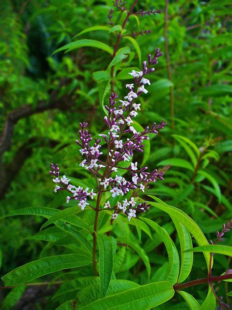 La verveine citronnée pour votre jardin Jardin de Grand Meres