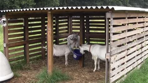 25 Cheap Easy Goat Shelter Ideas Using Diy Pallets