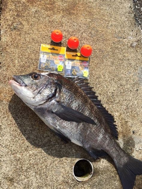 近場でのチヌ釣りとキス釣り Oz的なチヌ釣り