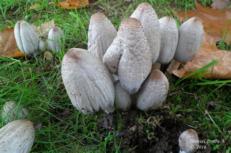 Un Micólogo Aficionado Coprinus Romagnesianus Singer