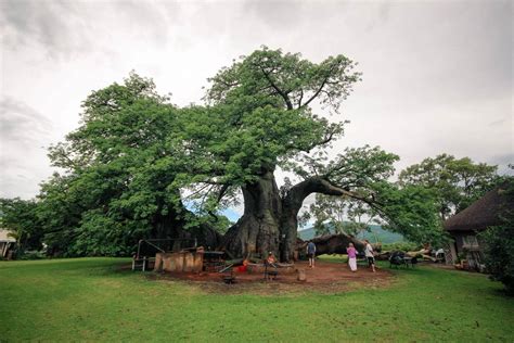 A Pub Inside A Tree - The Sunland Big Baobab - Braai Brothers