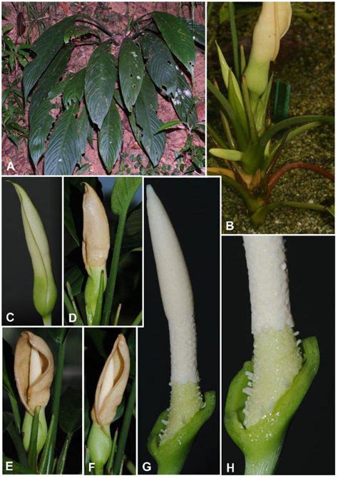 Schismatoglottis Persistens S Y Wong P C Boyce A Plant In Habitat