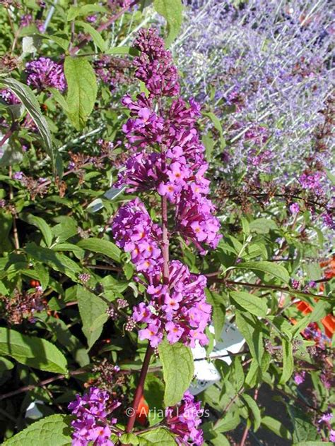 Buddleja Davidii Border Beauty Esveld Shop