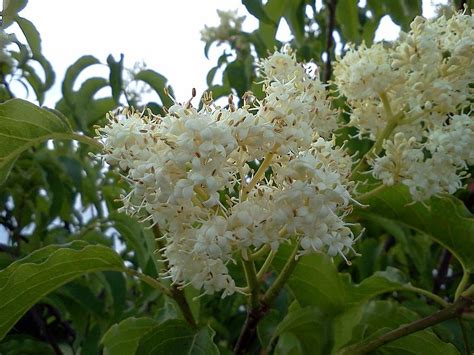 Japanese White Lilac 2 Photograph By Patricia Curtin Pixels