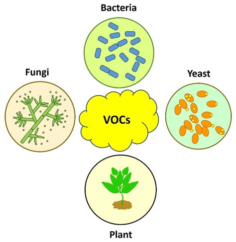 Horticulturae Free Full Text Volatile Organic Compounds A Review