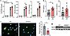 JCI Insight Deficiency Of Histone Lysine Methyltransferase SETDB2 In