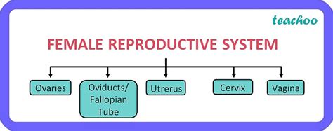 [class 10 Biology] Female Reproductive System Diagram Parts And Its