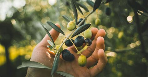 S Cheresse Se Dirige T On Vers Une P Nurie D Huile D Olive En France