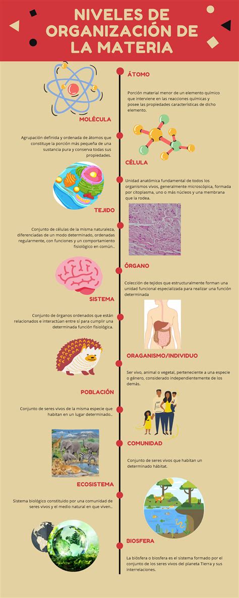 Niveles de organizacion de la materia Infografía CÓMO ESTUDIAR ANTES