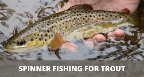 Trout Fishing With Spinners Complete Guide