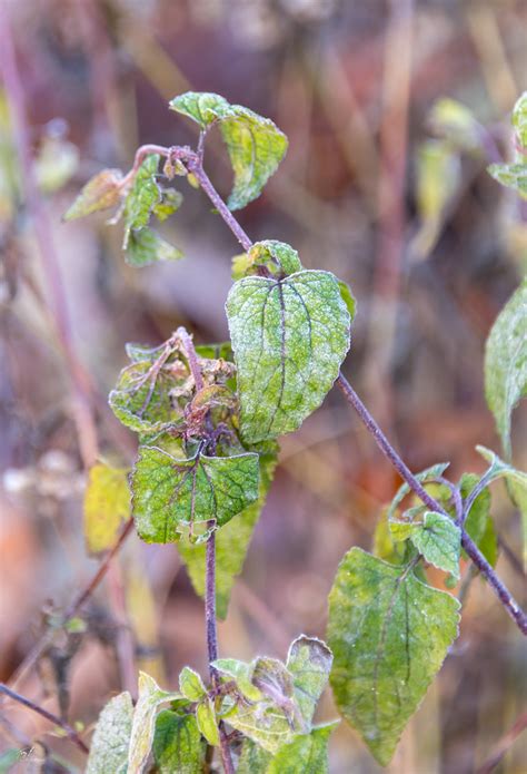 Frosty Conoclinium Coelestinum Blue Mistflower Geologist Tony Flickr