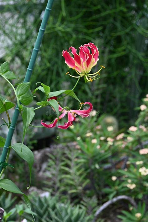 Gloriosa Glory Lily Flowers Stock Image Image Of Bloom Bulbs 256864431