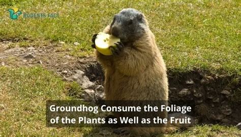 What Does a Groundhog Eat | Groundhog Diet and Their Food Nutrition