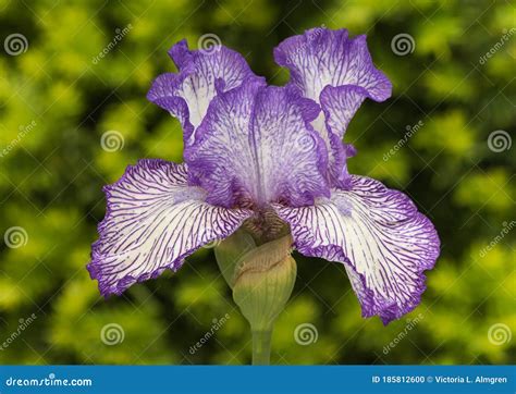 Purple And White Tall Bearded Iris Bloom Stock Photo Image Of Beard