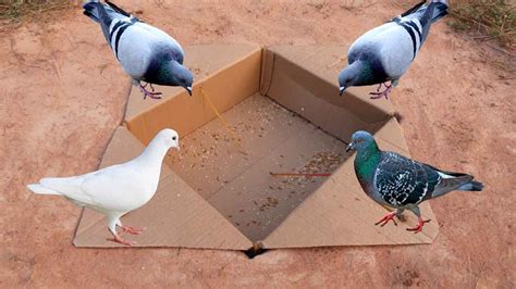 Easy Creative Underground Quick Pigeons Trap Using Paper Box Easy