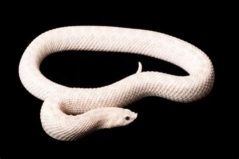 Found 12 white snakes – 10 Hunting