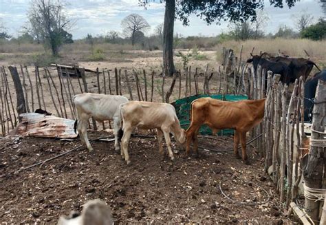 M S De Mil Cabezas De Ganado En Riesgo Por Intensa Sequ A En Q Roo